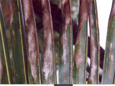 Anthracnose Image2