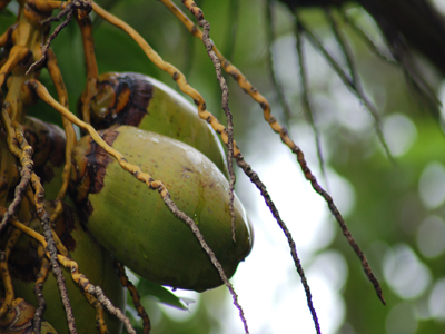 Inflorescence Image1