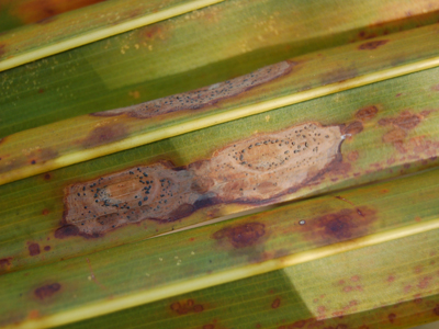 Anthracnose Image3