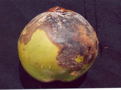 Mahalifruit Image1