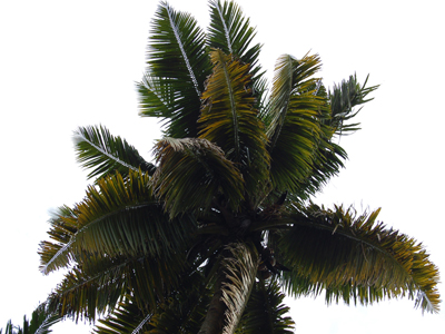 Root Image2