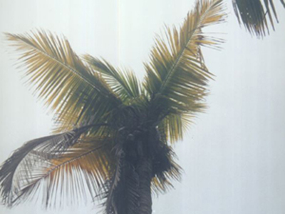 Stem Image4