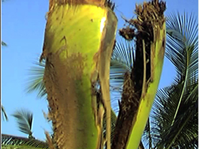 Redpalm Image2