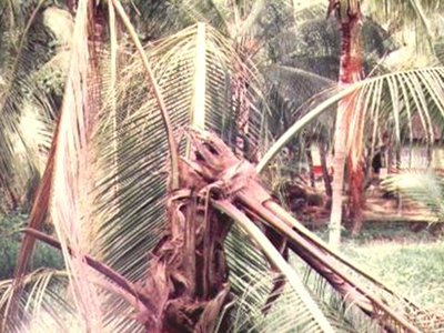 Redpalm Image3