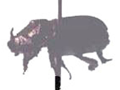 Rhinoceros Image4