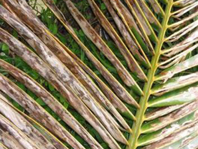 blackheaded Image1