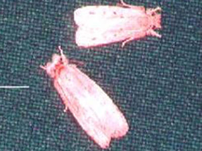 blackheaded Image2