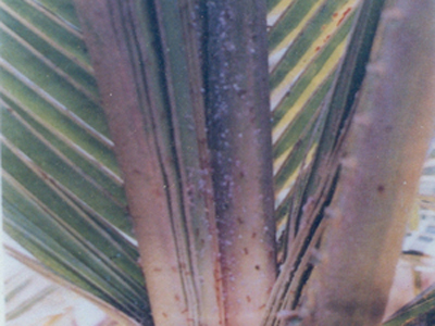 Mealybug Image1