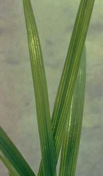 Deficiency