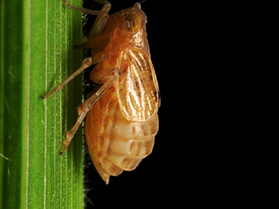 Pest 3