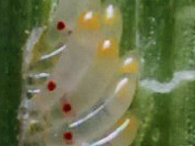 Pest 4