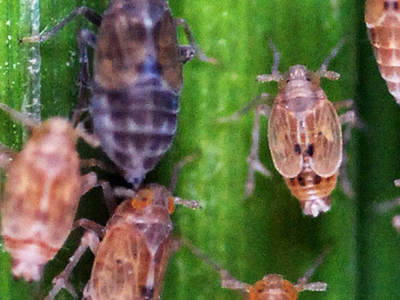 Pest 6