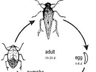 Pest 8
