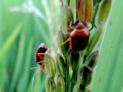 Pest 2