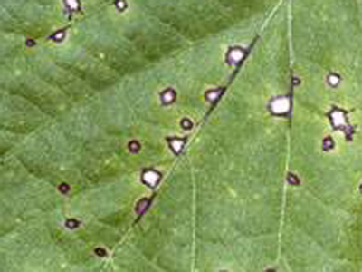 Cercospora image1