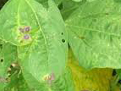 Anthracnose image1