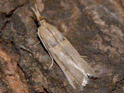 Spinypod image2