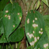 image10