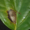 image12