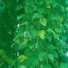 image13