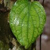 image14