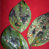 image21