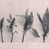 image31