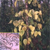 image35
