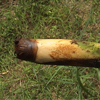 image11